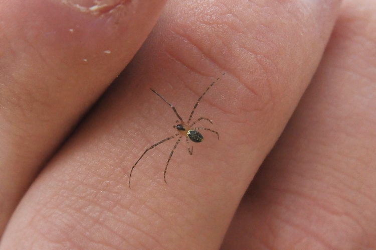 Mini, mini ragnetto (maschio di Platnickina sp.)